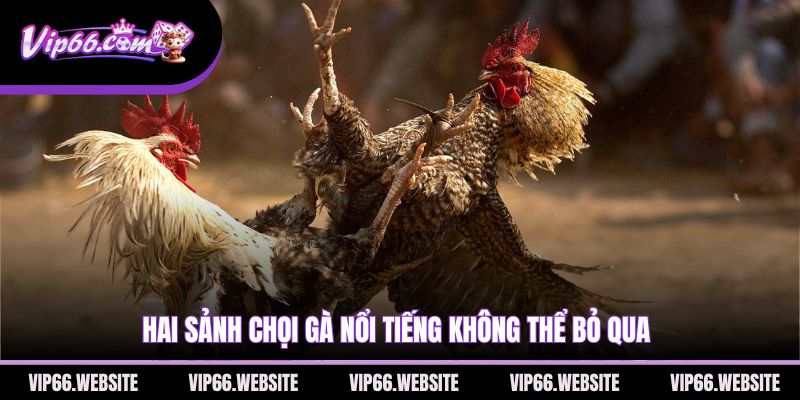 hai-sanh-choi-ga-noi-tieng-khong-the-bo-qua